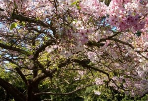 cherry blossom branches