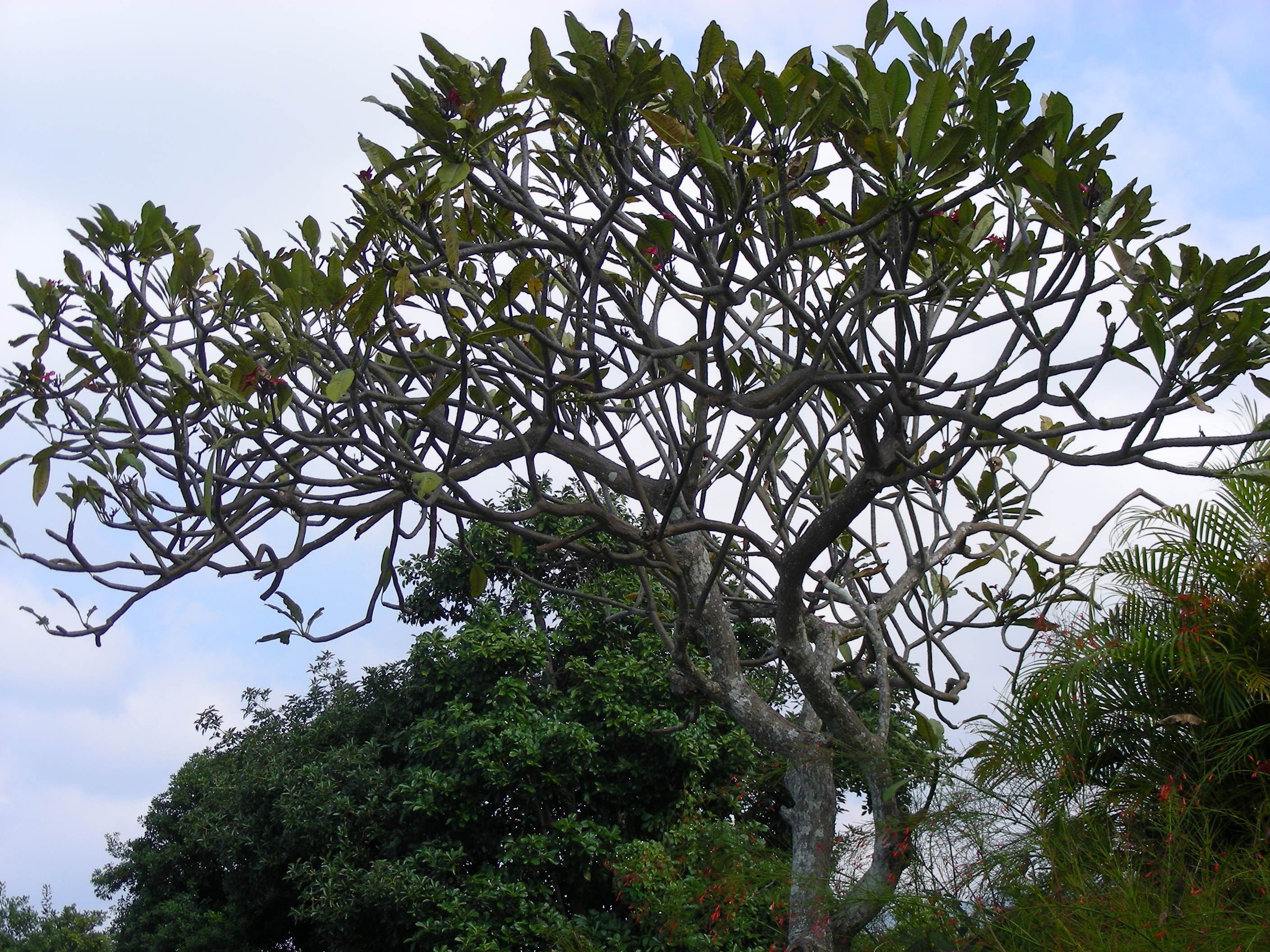 tree-limbs-sharisax-is-out-there