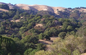 hills and trees